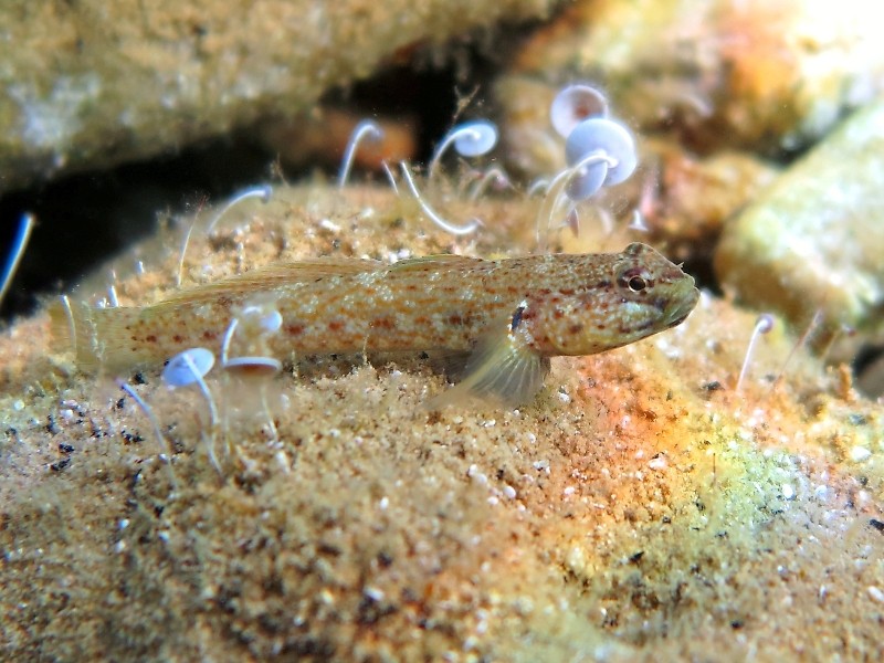 Gobius incognitus (M. Kovacic and R. anda, 2016) vs. Gobius bucchichi (Steindachner,1870)